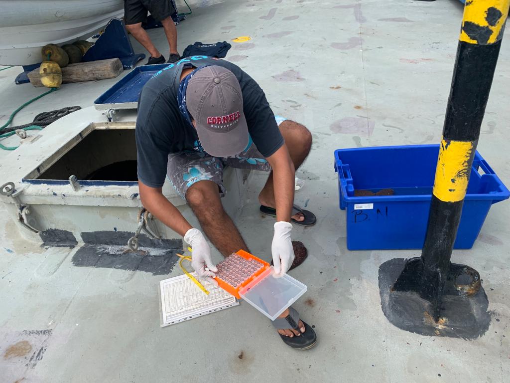 Sea Cucumber sampling