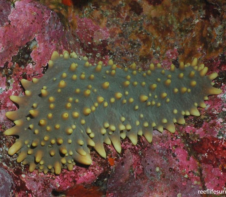 Brown Sea Cucumber