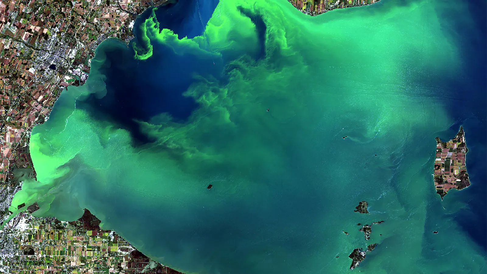 Harmful Algal Blooms