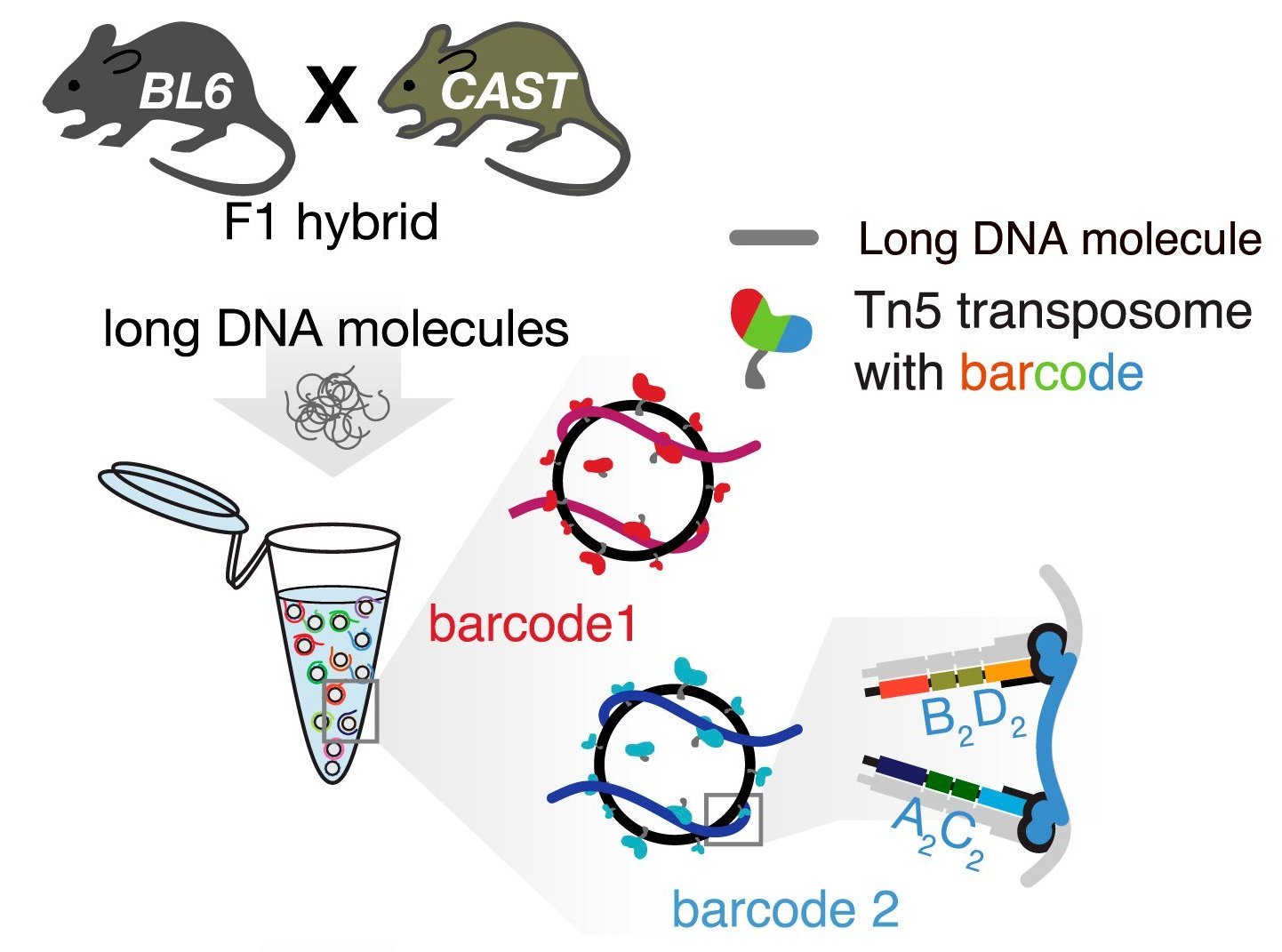 Haplotag linked-reads