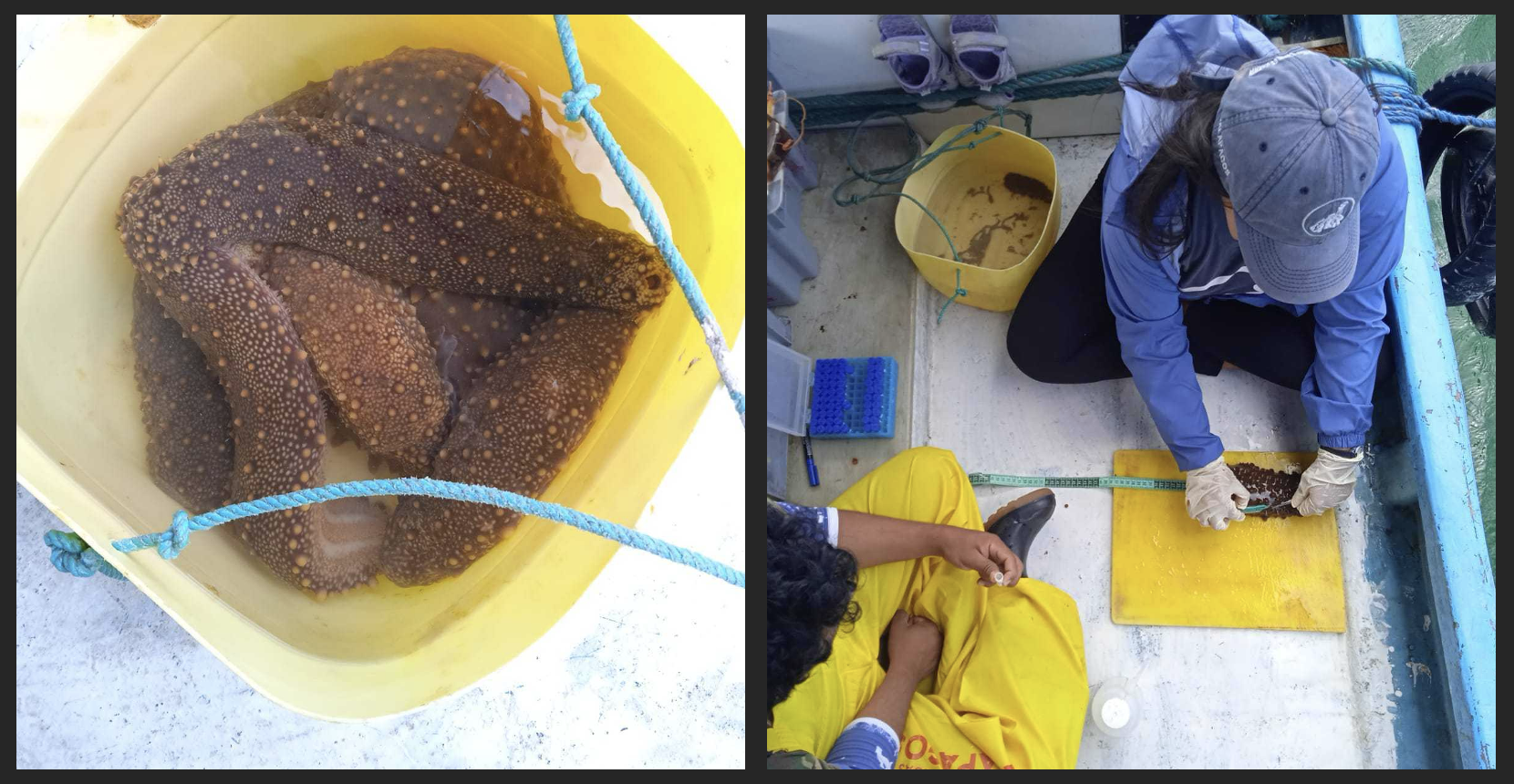 Sea Cucumber sampling 2