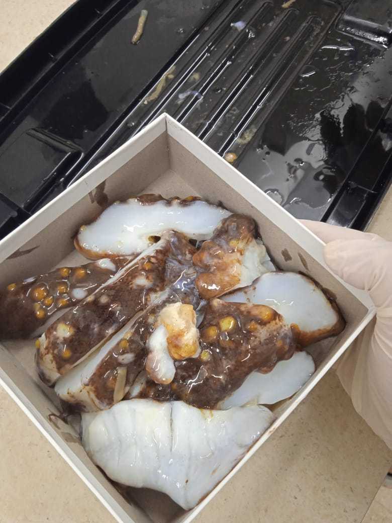 sea cucumber samples