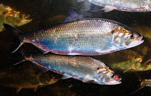 East-Coast American Shad