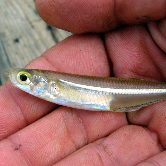 Silverside Adaptation