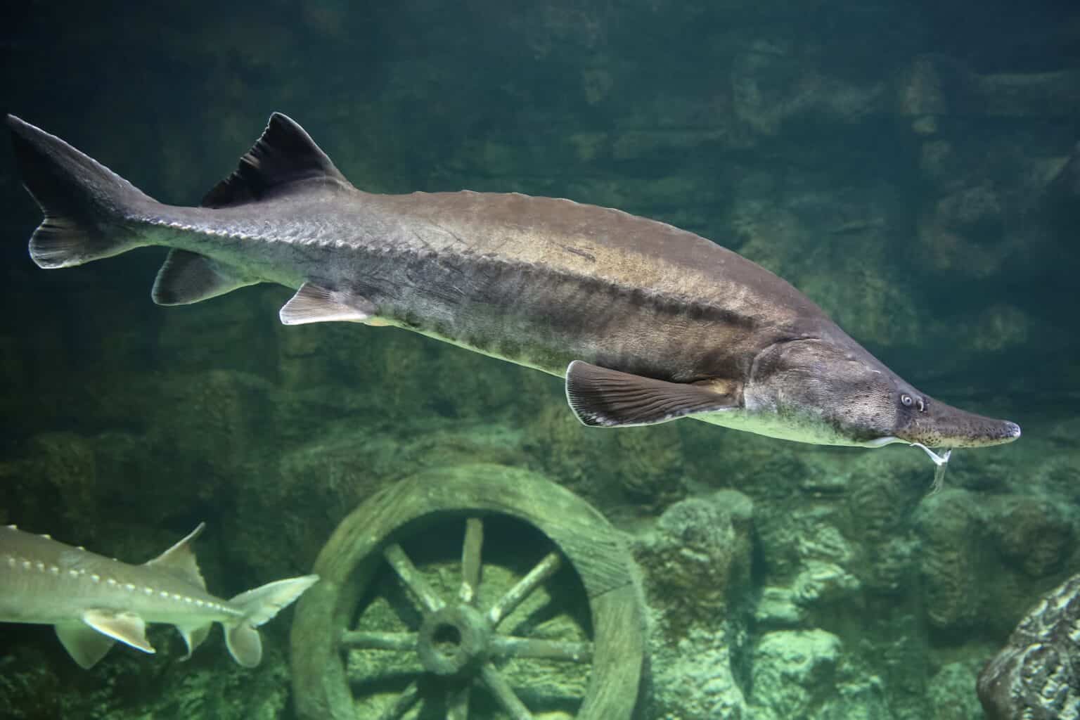 Atlantic Sturgeon